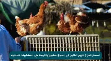 أسعار الفراخ اليوم الاثنين في أسواق مطروح وتأثيرها على المشتريات المحلية